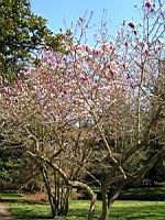 Magnolia Campbellii (Photo F. Mrugala) (1)